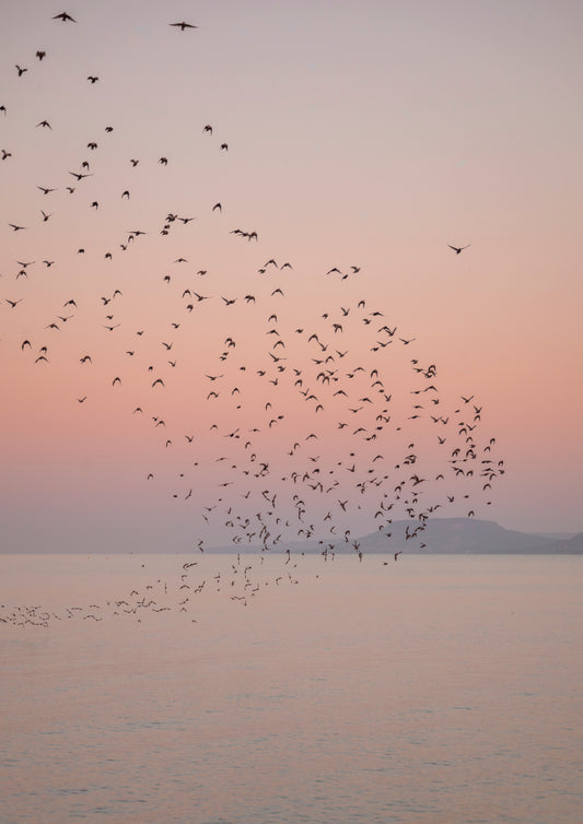 Örvénylő őszi seregélyek