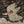 Magic bird